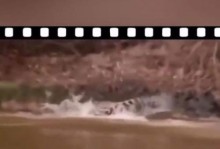猎豹捕食鳄鱼攻略（野性之战，猎豹如何克服鳄鱼的重重困难？）