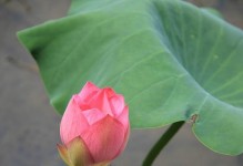 百花争妍攻略（百花争妍，让花园焕发绚烂色彩）