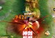 最新符文攻略（精准射手后羿的完美符文搭配，让你战无不胜）